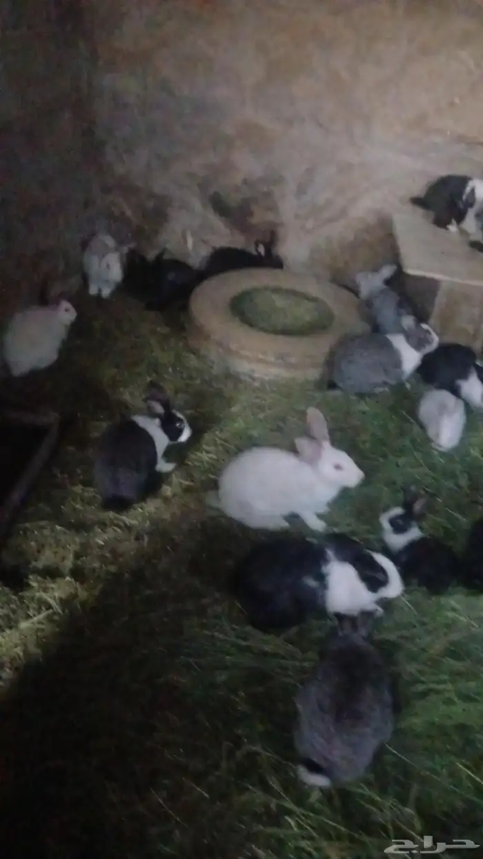 ارانب للبيع 0