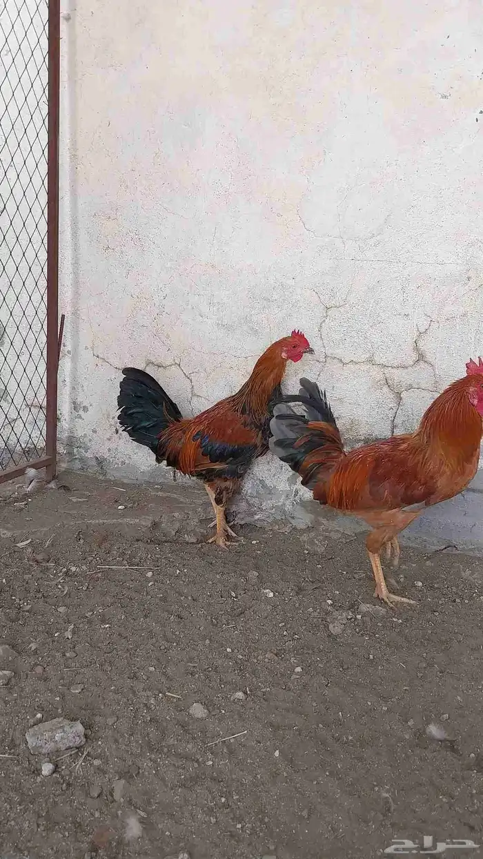 ديكه بلدي للبيع 2