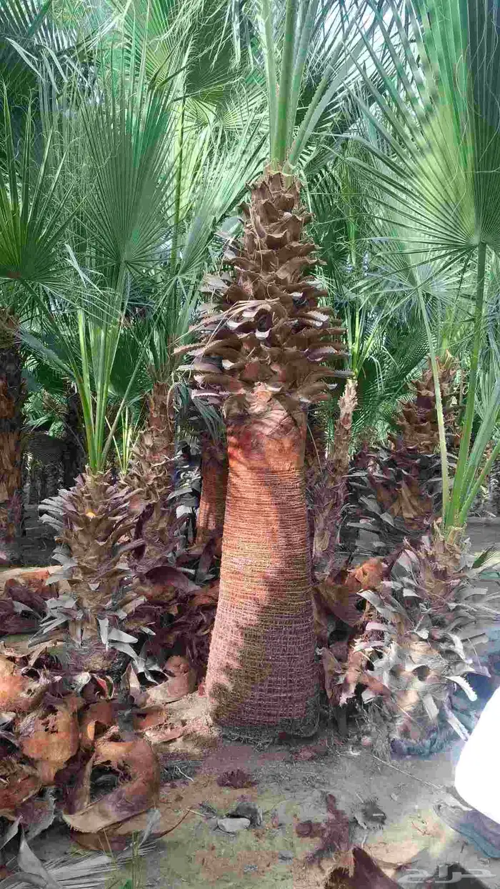 توريد جميع انواع النخيل 2