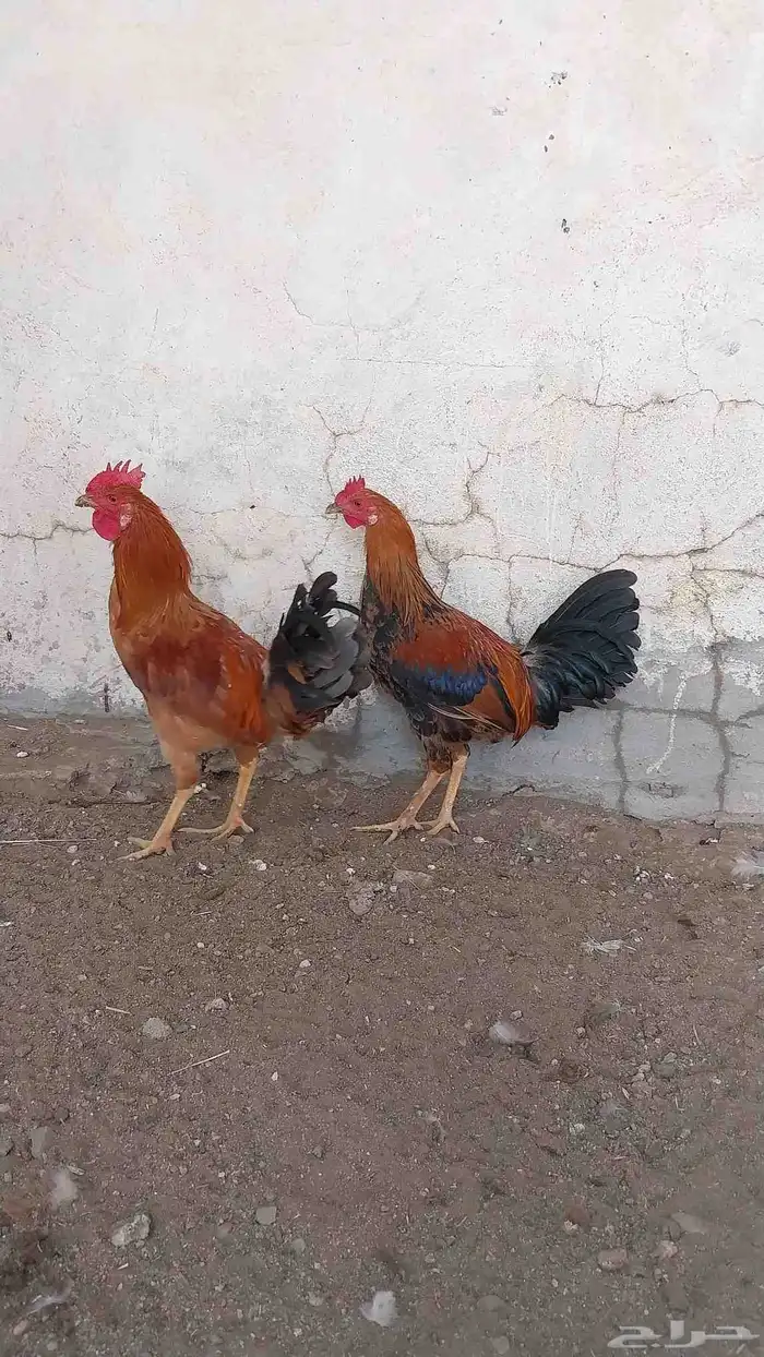 ديكه بلدي للبيع 1