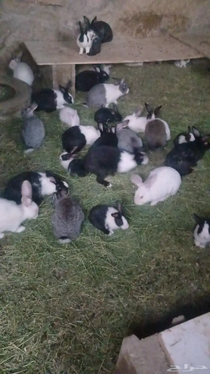 ارانب للبيع 2