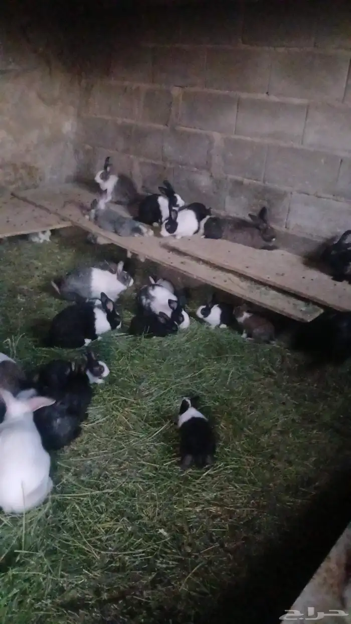 ارانب للبيع 1