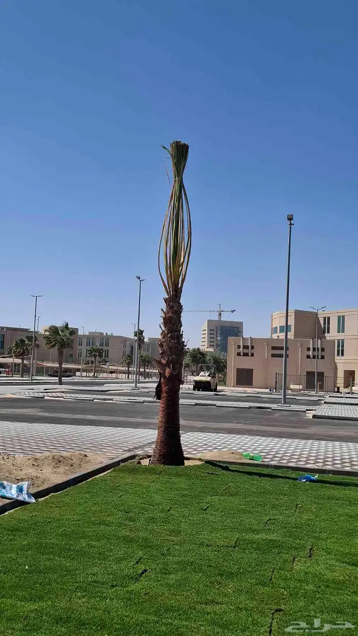 توريد جميع انواع النخيل 5