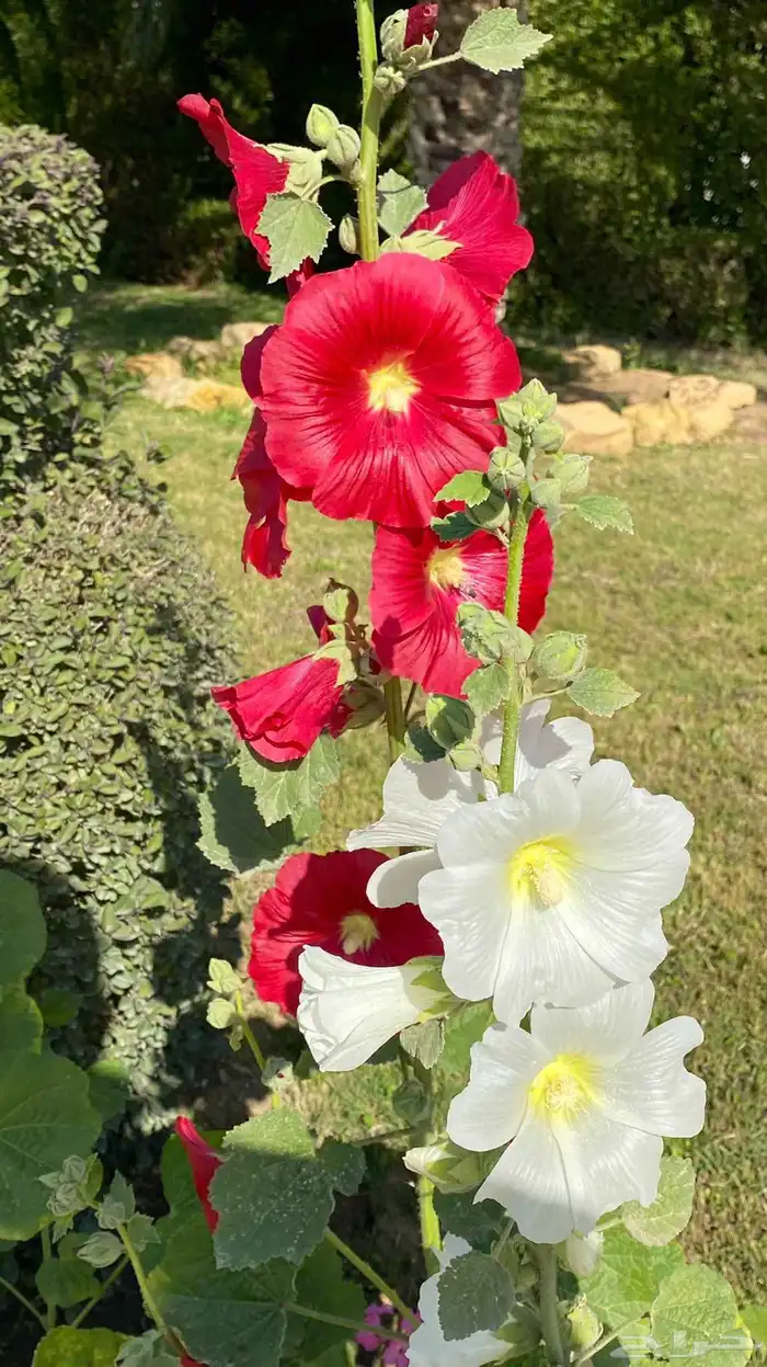 بذور الختمية عدة الوان 6