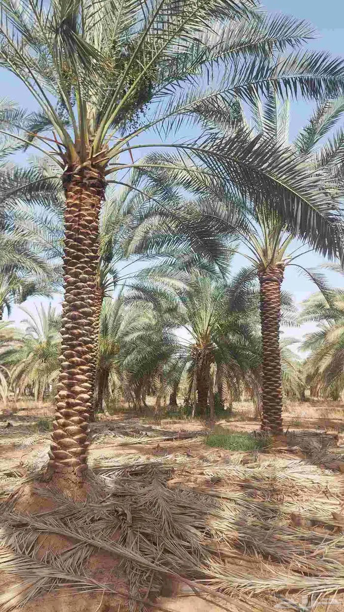 نخل واشنطونيا زينه نخيل مثمر 5