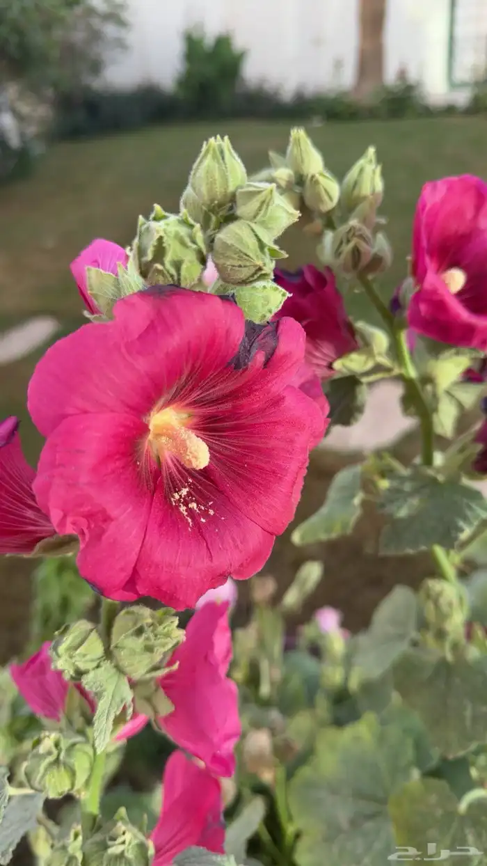 بذور الختمية عدة الوان 5