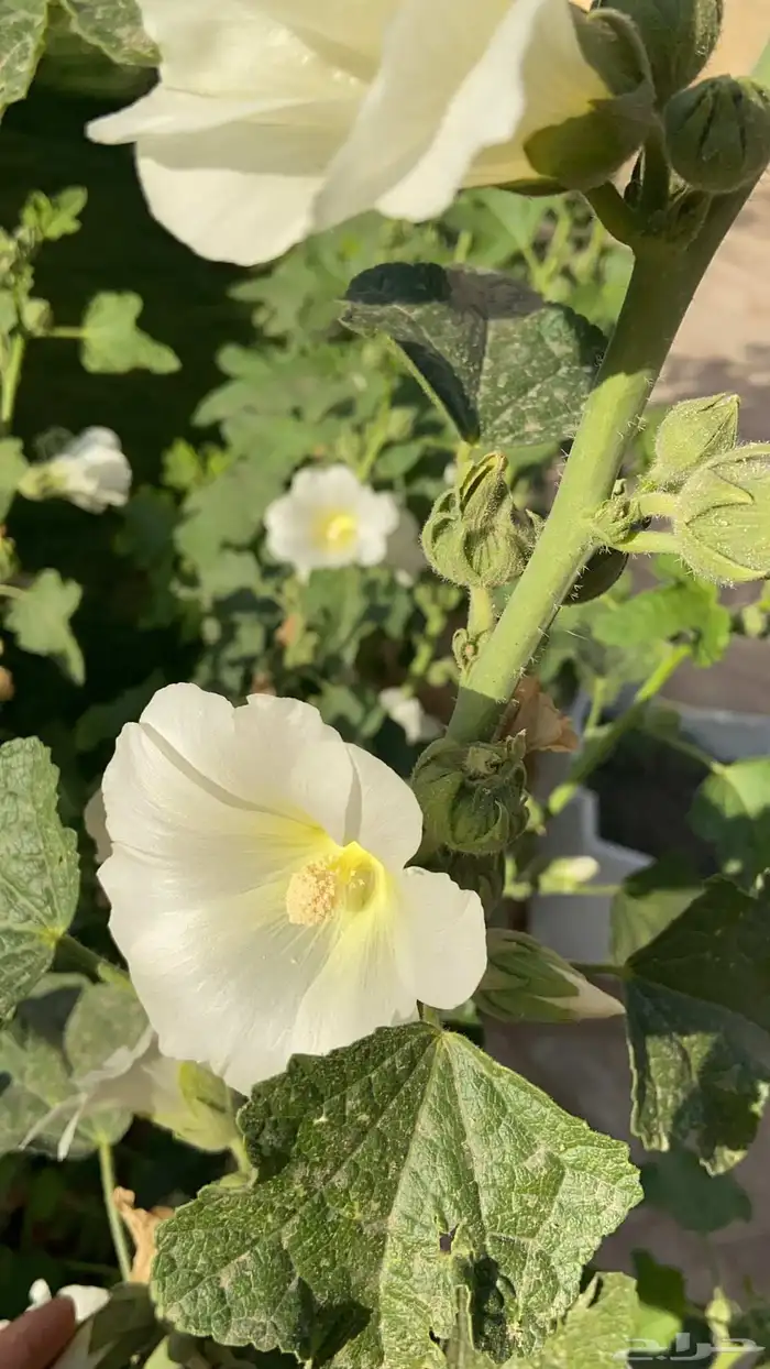 بذور الختمية عدة الوان 3