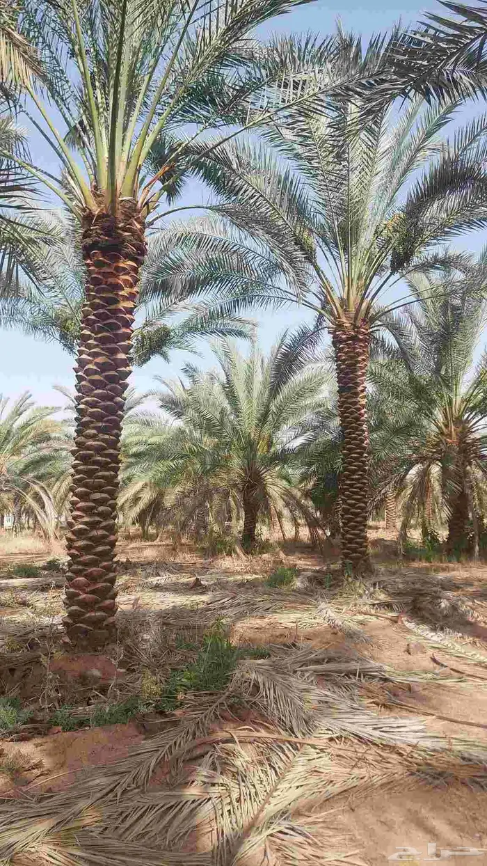 نخل واشنطونيا زينه نخيل مثمر 4