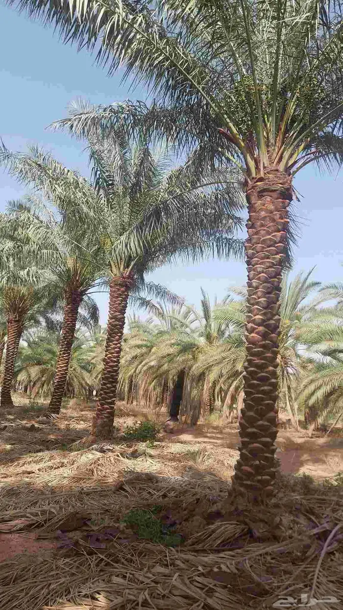 نخل واشنطونيا زينه نخيل مثمر 3