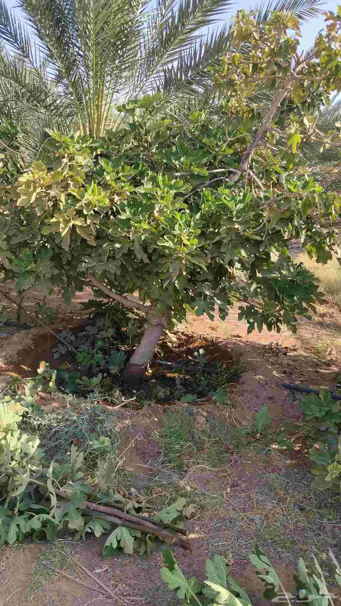 برتقال وتين للبيع وليمون ويوسفي 2