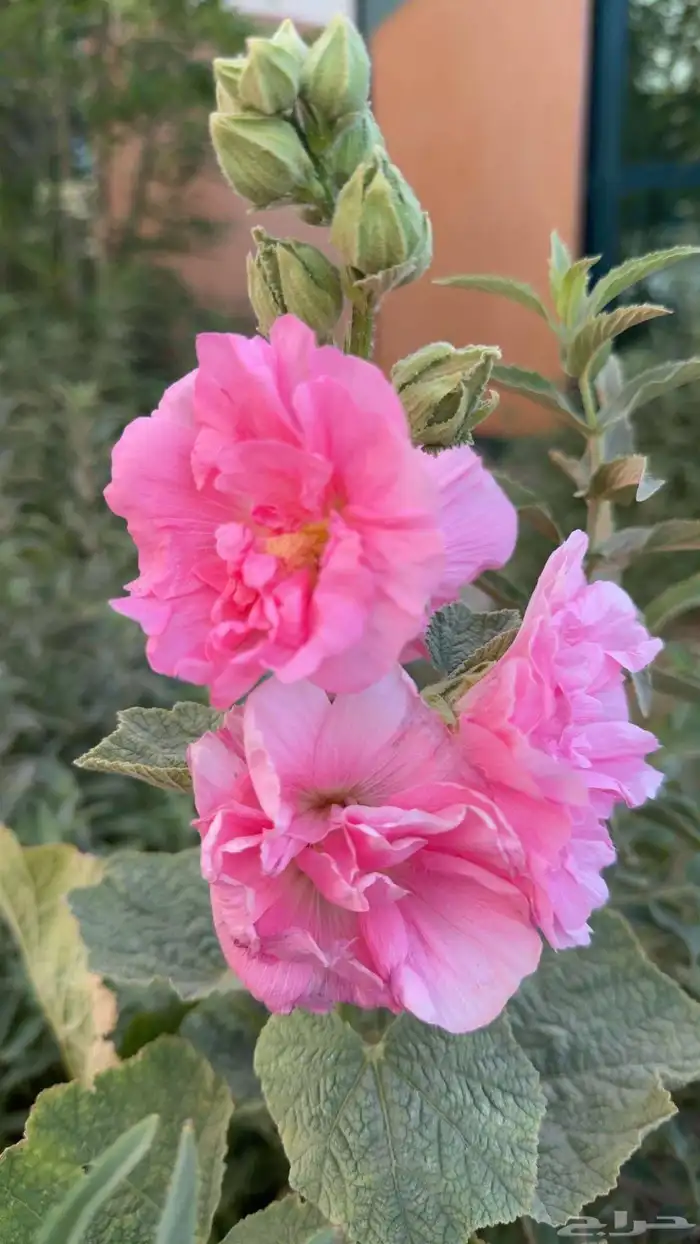 بذور الختمية عدة الوان 4