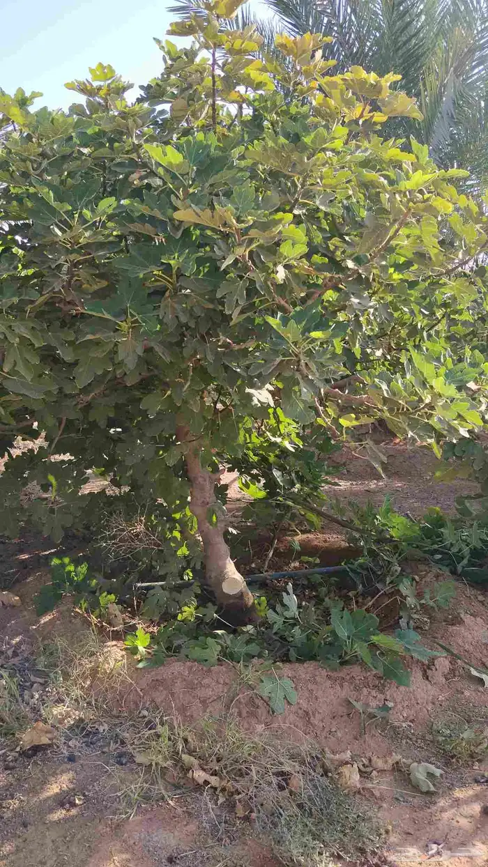 برتقال وتين للبيع وليمون ويوسفي 1