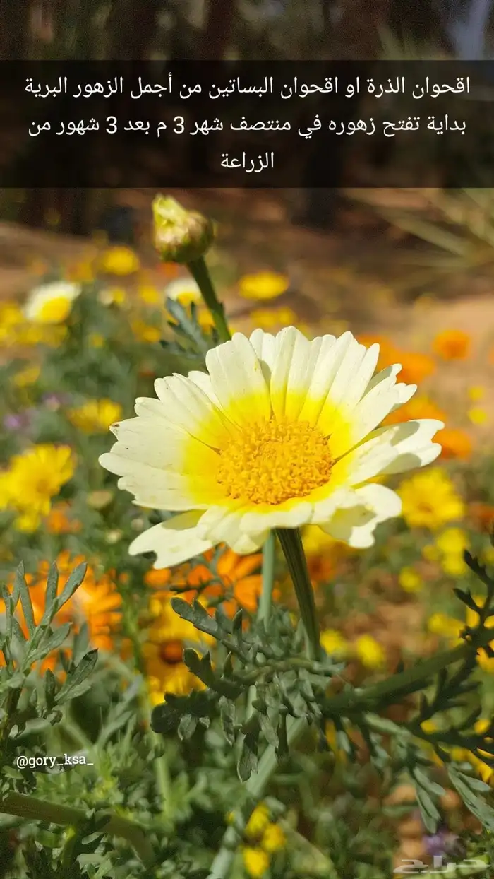 بذور اقحوان البساتين ابيض و اصفر 2
