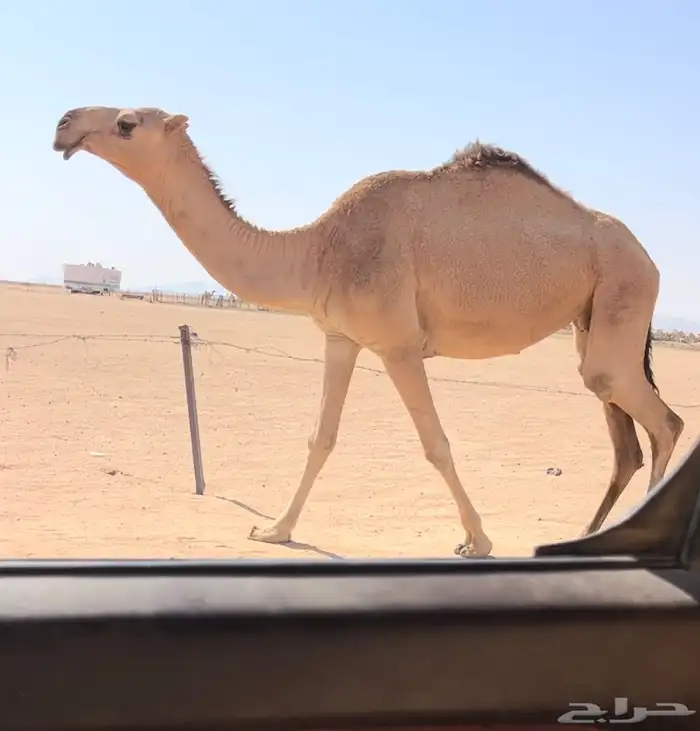 خفوت حمرا سنها ثنيه 0