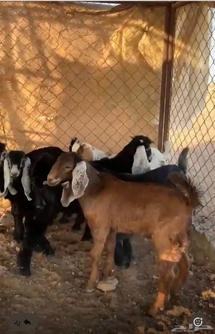 تيوس منادي 0