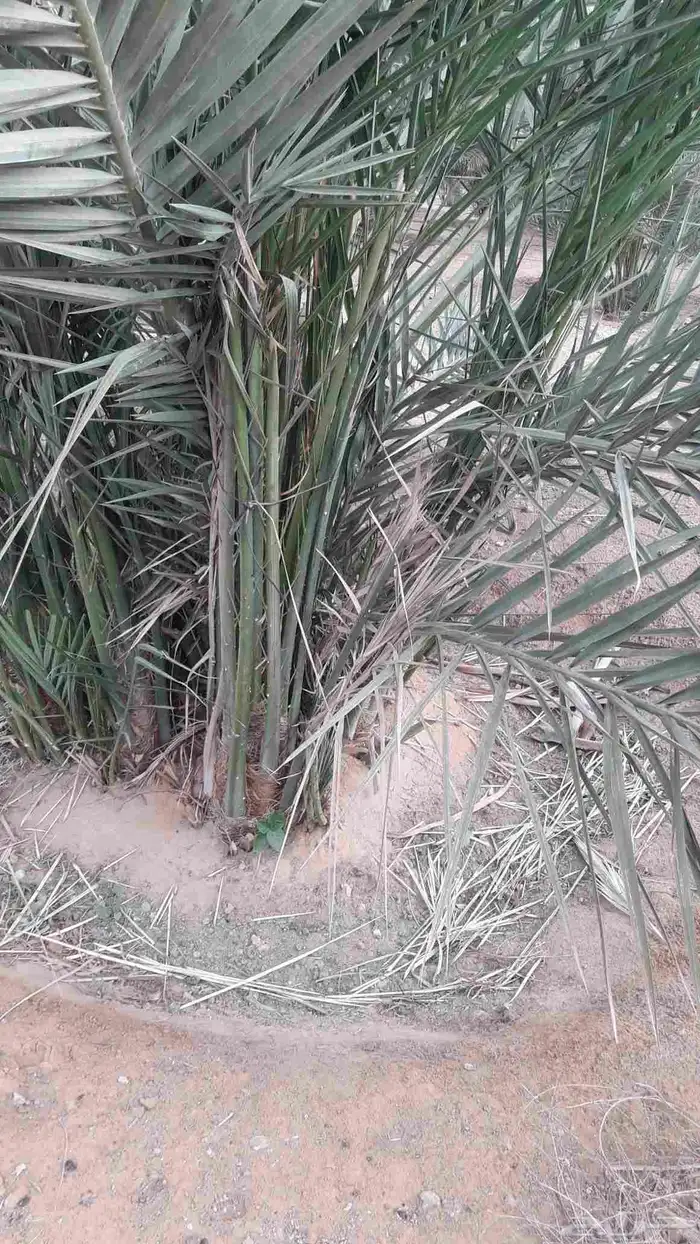 فسايل نخيل جثايث نقايل 8