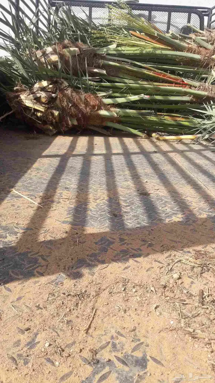 فسايل نخيل جثايث نقايل 7