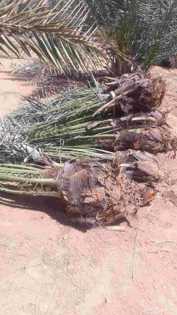 فسايل نخيل جثايث نقايل 9