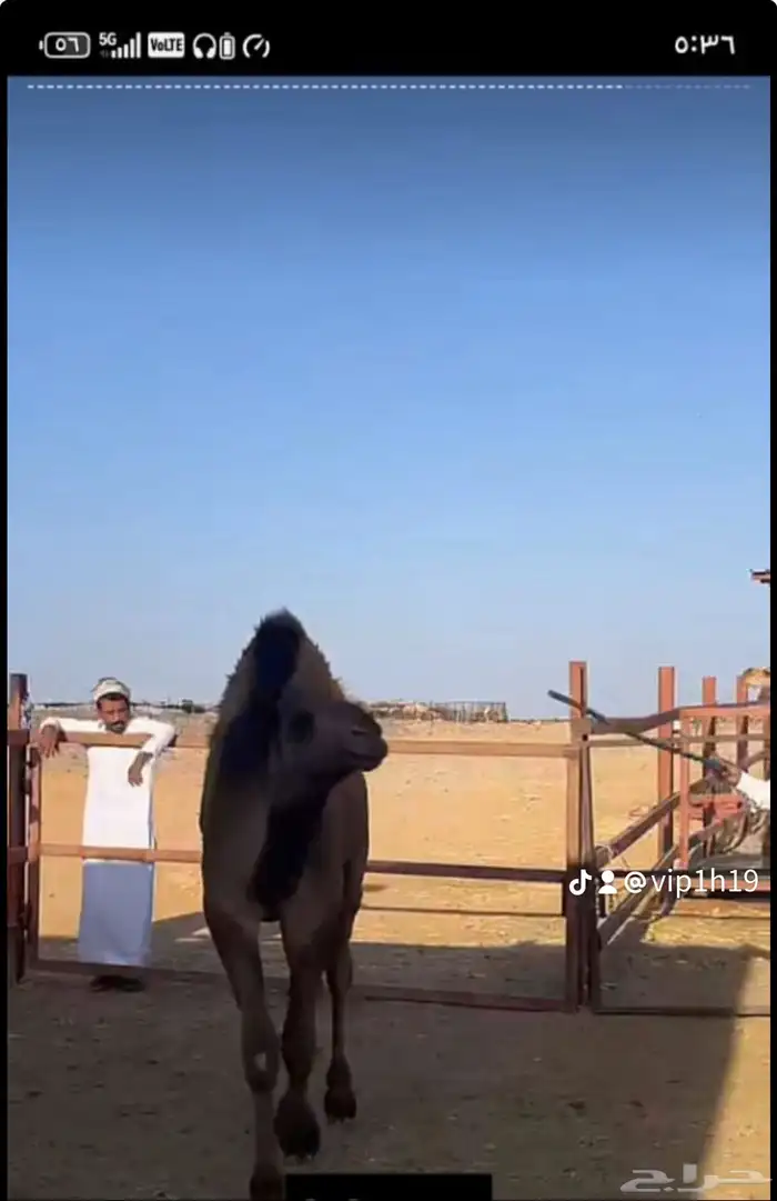 ملحمه حاشي السويرقيه جده حي الفروسيه 8