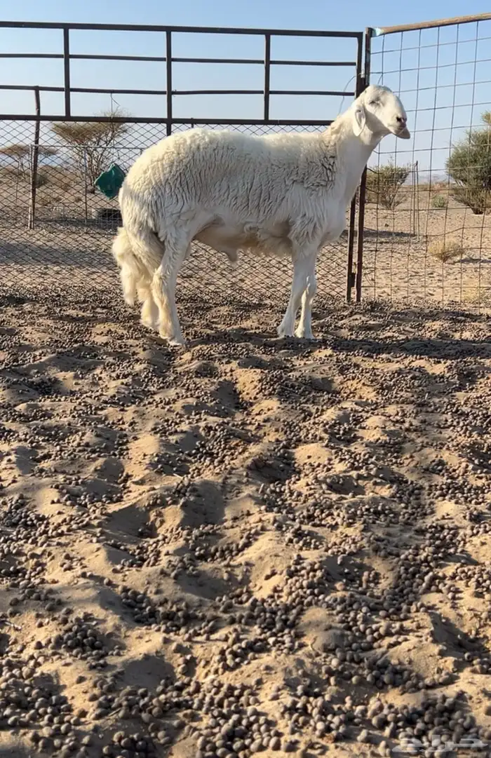 مشروع فحل صنف طيب وساس ابوه من حلال صالح زويد الوذيناني 2