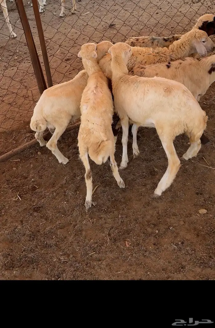 3كباشه 3ورخل 1