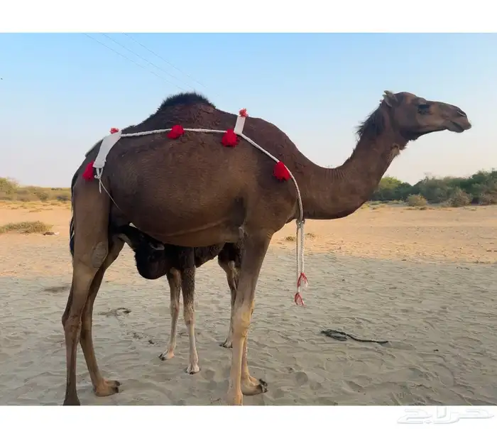 خلفه ساحليه ثنيه مشروطه 2