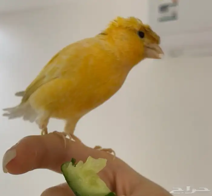 ذكر كناري 0