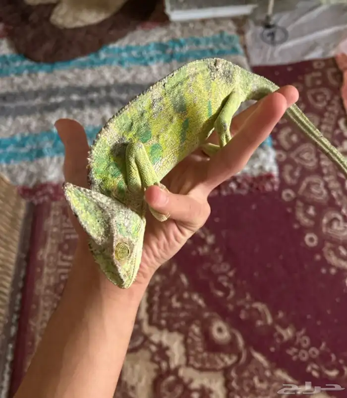 ذكر حرباء للبيع 2