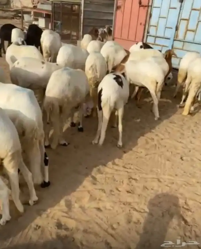 شياه سواكن 0