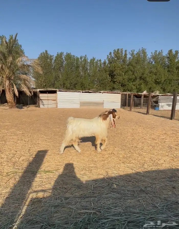 للبيع تيس ثني 2