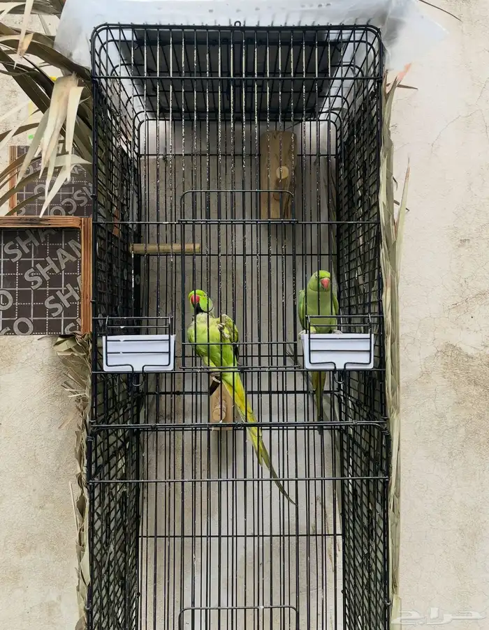 زوج دره اليف تربيه ومتوالف على وشك انتاج 0