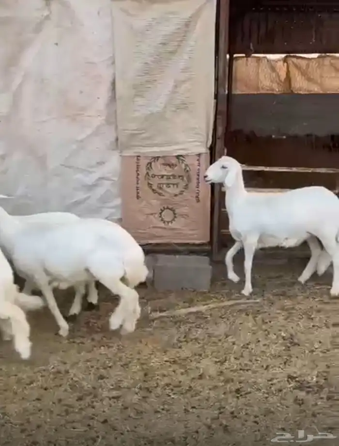 رخال صنف الصنف 0