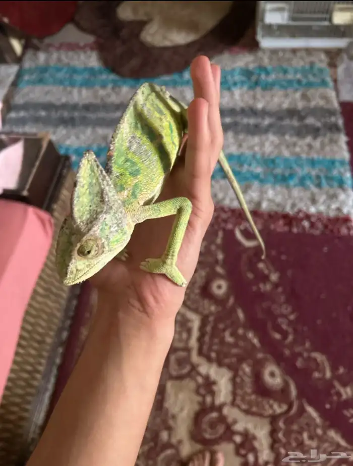 ذكر حرباء للبيع 1