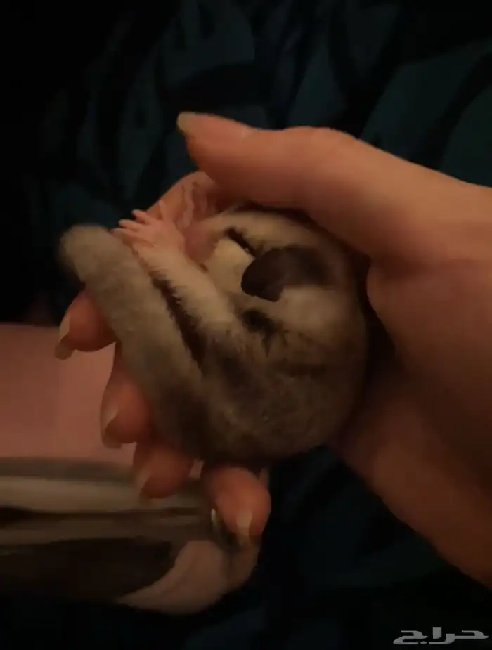 شوقر قلايدر عمر 3 شهور انثى 5