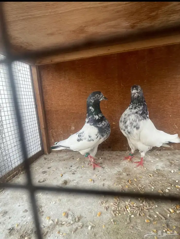 حمام باكستاني 6