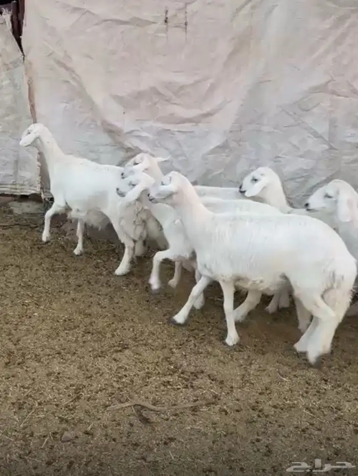 رخال صنف الصنف 2