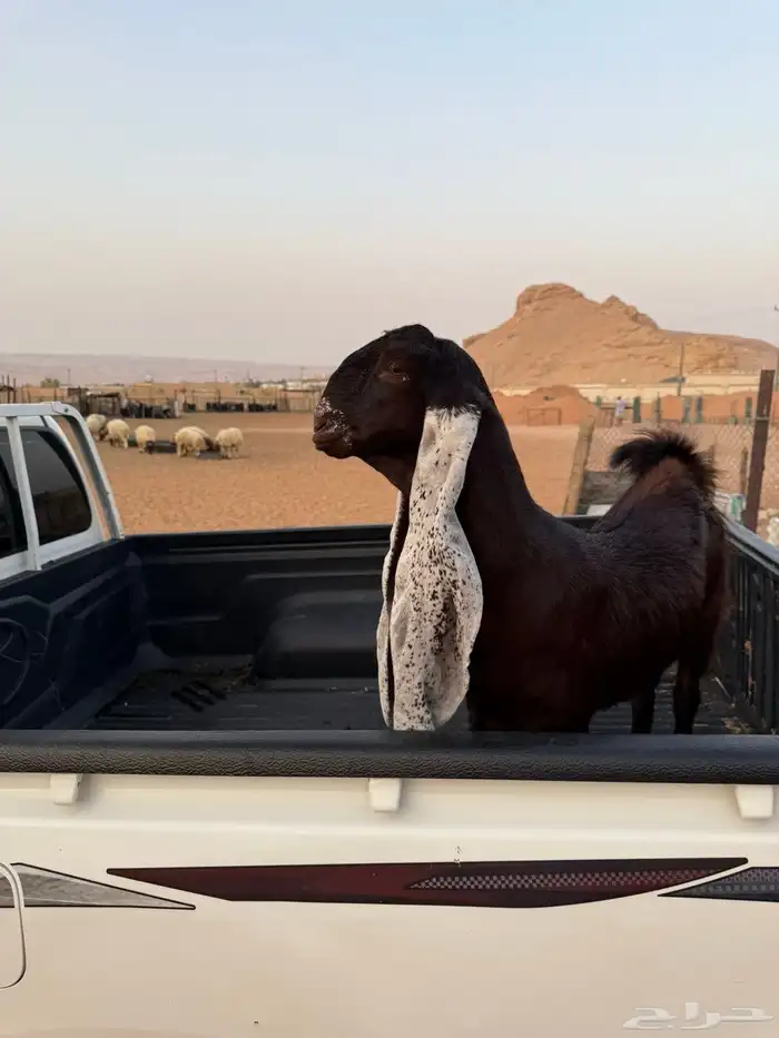 جفره احجازيه 0