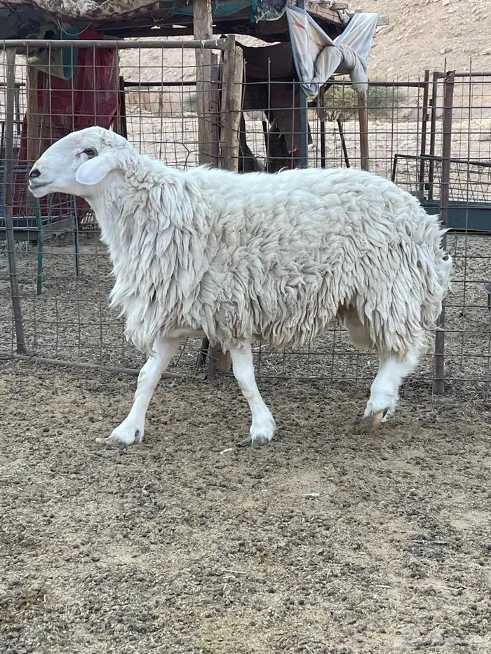 فحل حري جرم 0