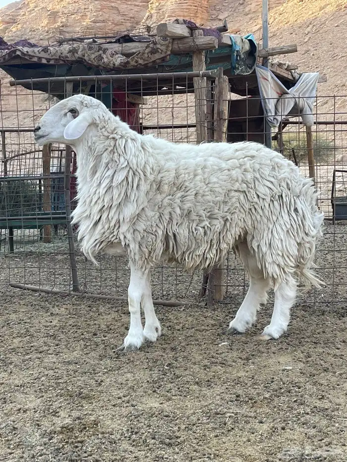 فحل حري جرم 1