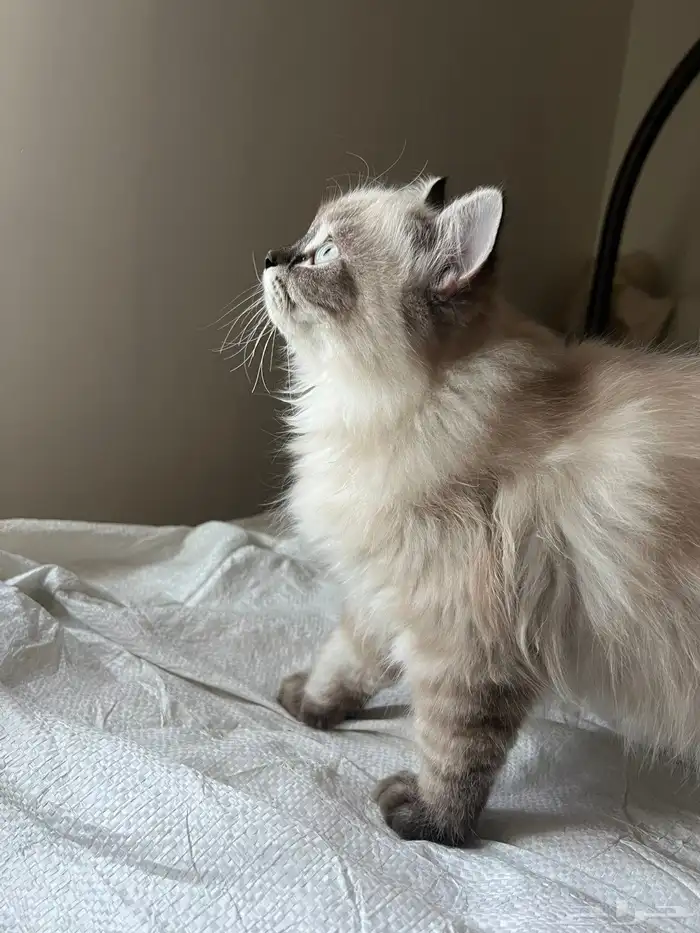 ذكر شيرازي العمر 4 شهور 1