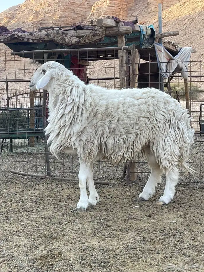 فحل حري جرم 2