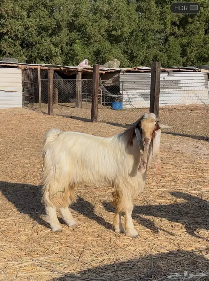 للبيع تيس ثني 0