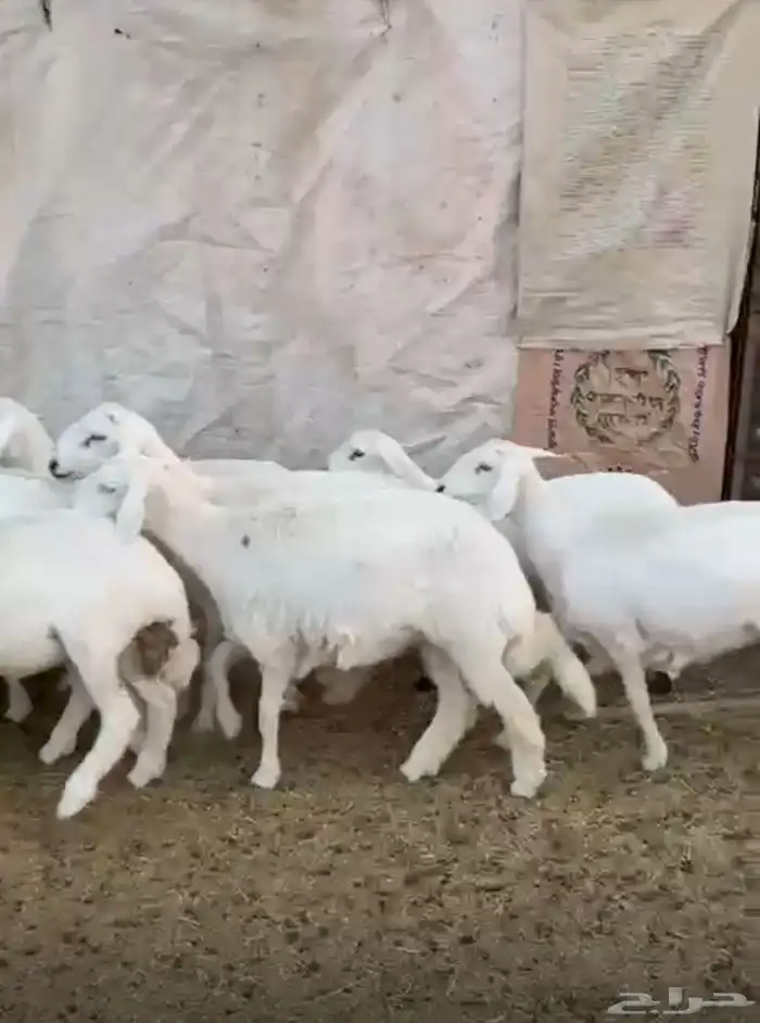 رخال صنف الصنف 1