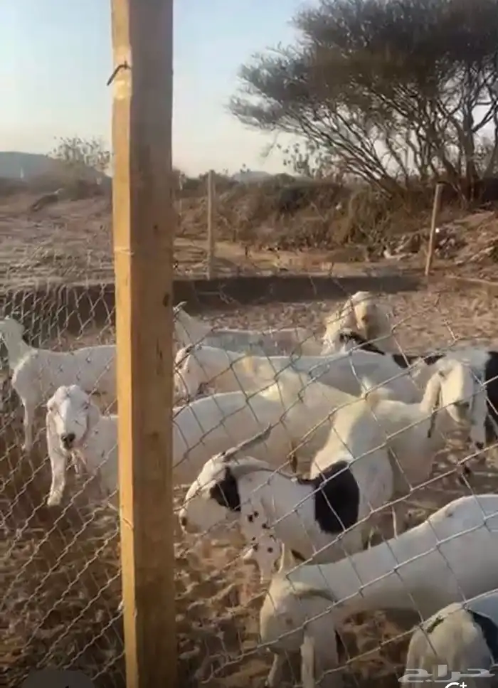 معزا مصريه عدد 11 مع الفحل 1