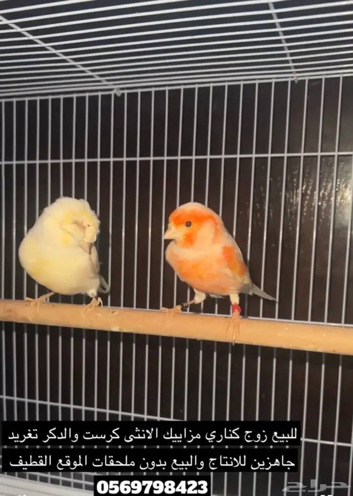 4 ازواج كناري 2