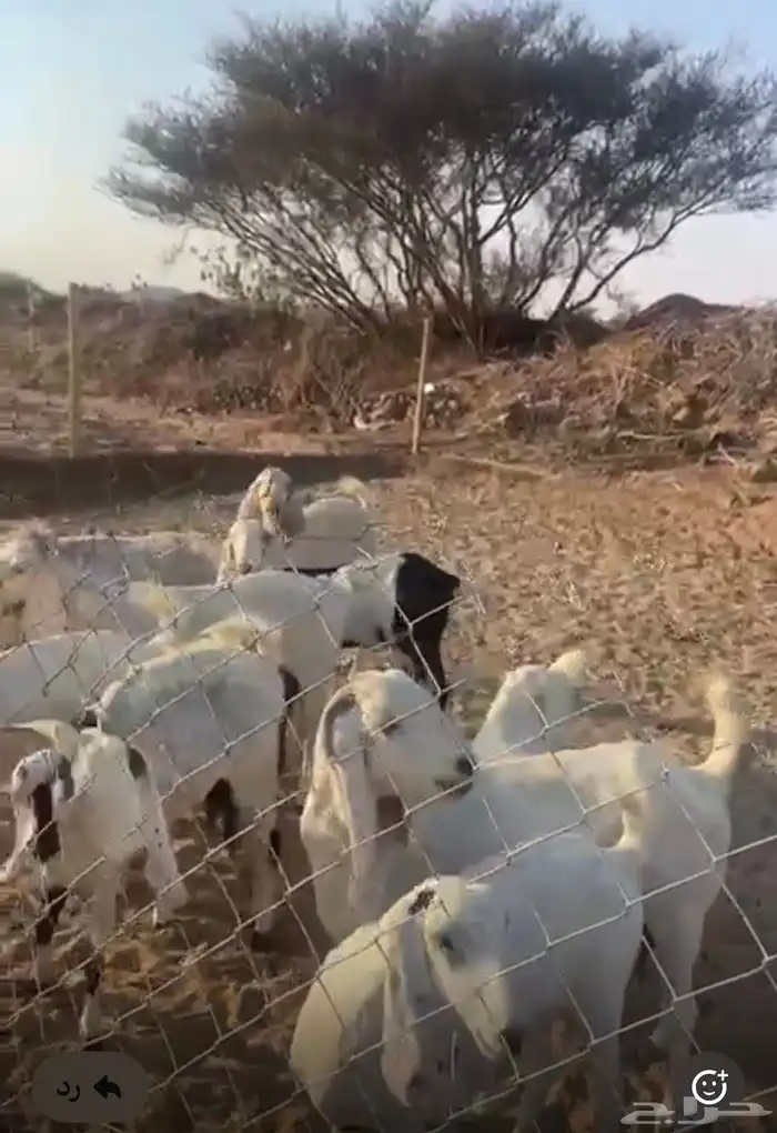 معزا مصريه عدد 11 مع الفحل 2