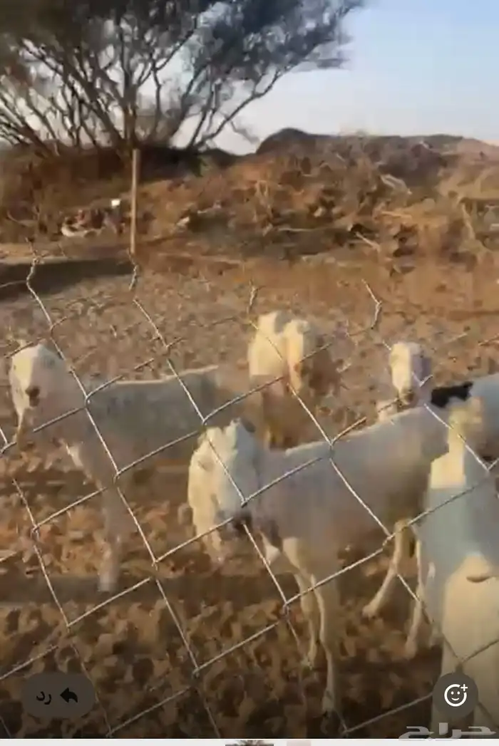 معزا مصريه عدد 11 مع الفحل 0