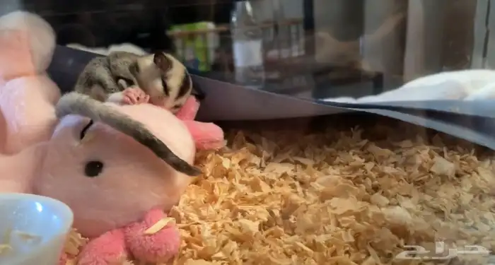 شوقر قلايدر عمر 3 شهور انثى 1