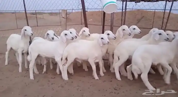 النوع بهم حري تربيه شعره بيض وطرف العدد 18 0