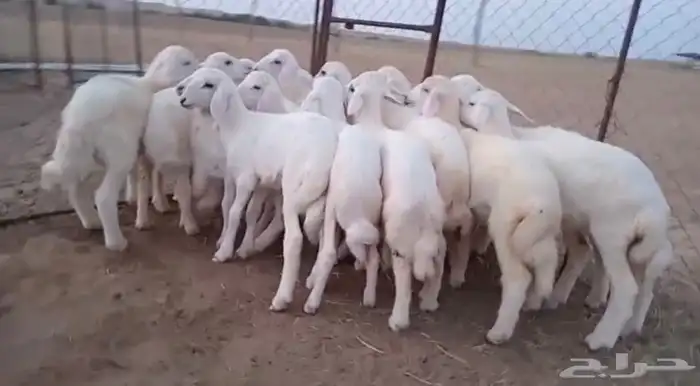 النوع بهم حري تربيه شعره بيض وطرف العدد 18 2